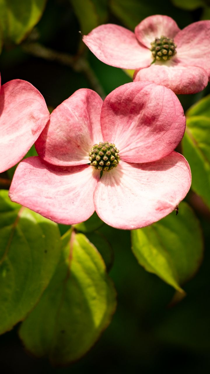 720x1280 Wallpaper petals, leaves, flowers, pink, green, macro