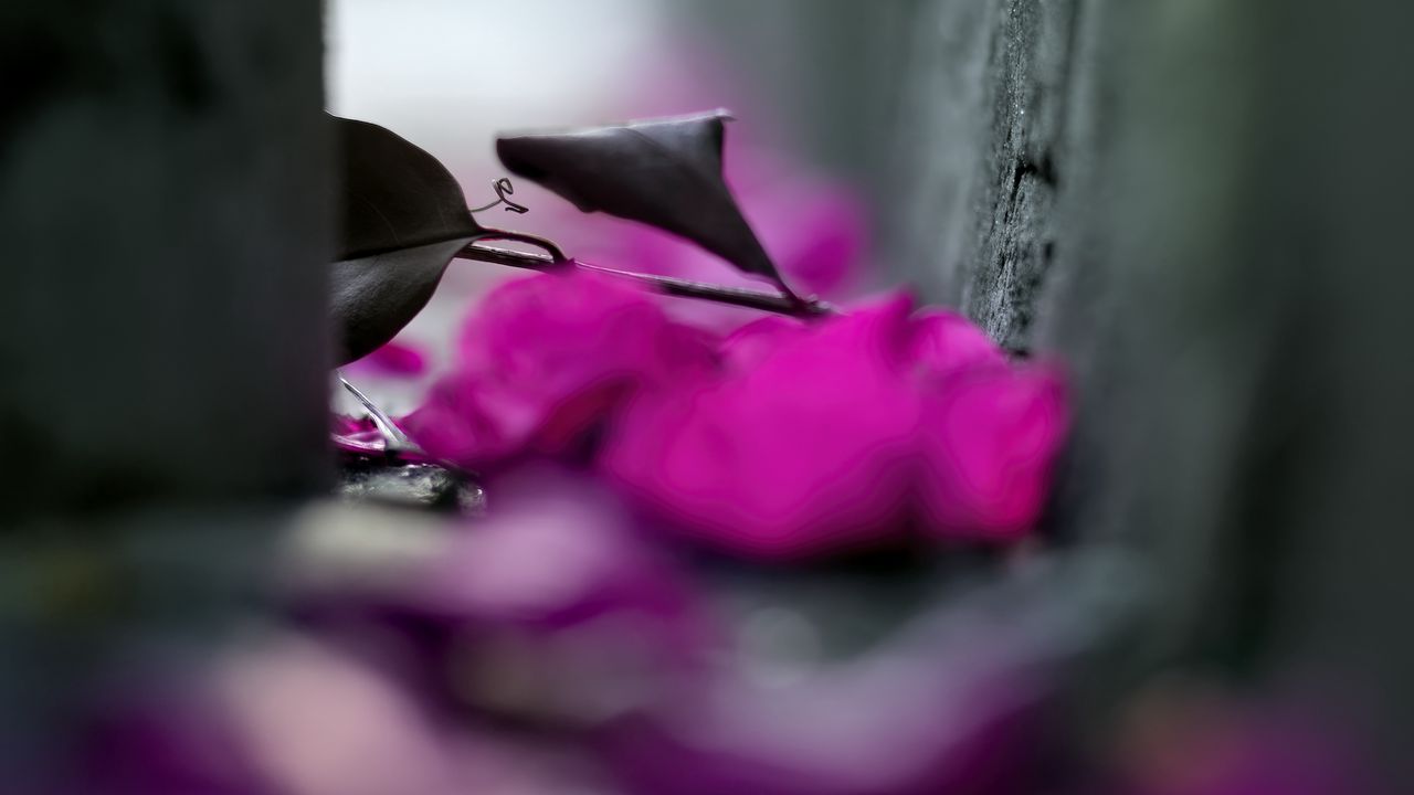 Wallpaper petals, leaves, steps, blur