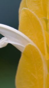 Preview wallpaper petals, light, insect