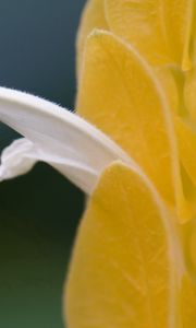 Preview wallpaper petals, light, insect