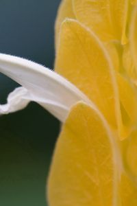 Preview wallpaper petals, light, insect