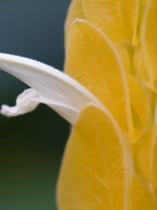 Preview wallpaper petals, light, insect