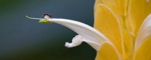 Preview wallpaper petals, light, insect