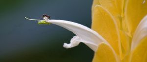 Preview wallpaper petals, light, insect