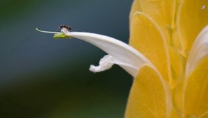 Preview wallpaper petals, light, insect