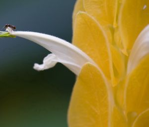 Preview wallpaper petals, light, insect