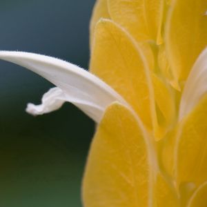 Preview wallpaper petals, light, insect