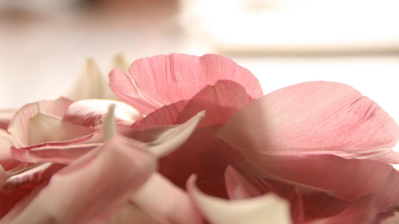 Wallpaper petals, light pink, close-up