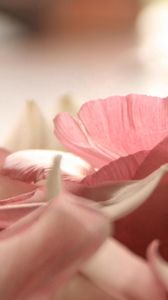 Preview wallpaper petals, light pink, close-up