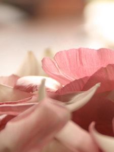 Preview wallpaper petals, light pink, close-up