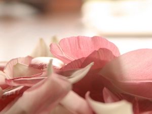 Preview wallpaper petals, light pink, close-up