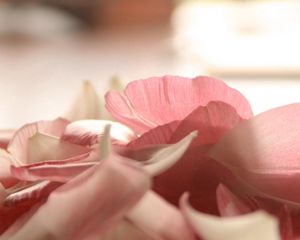Preview wallpaper petals, light pink, close-up