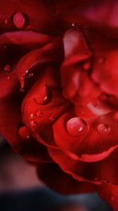 Preview wallpaper petals, macro, drops, flower, red
