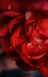 Preview wallpaper petals, macro, drops, flower, red
