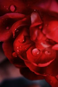 Preview wallpaper petals, macro, drops, flower, red