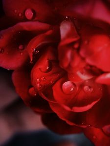 Preview wallpaper petals, macro, drops, flower, red
