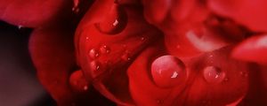 Preview wallpaper petals, macro, drops, flower, red