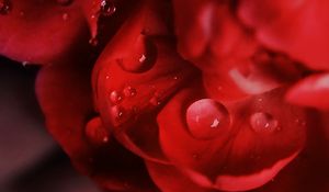 Preview wallpaper petals, macro, drops, flower, red