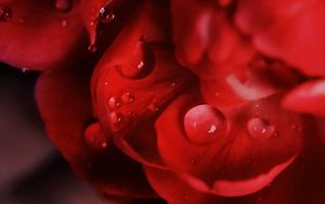 Preview wallpaper petals, macro, drops, flower, red