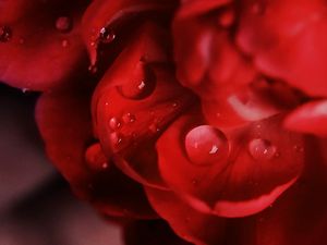Preview wallpaper petals, macro, drops, flower, red