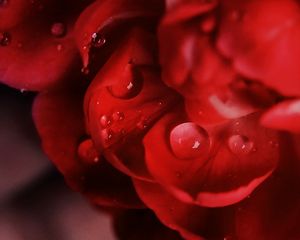 Preview wallpaper petals, macro, drops, flower, red