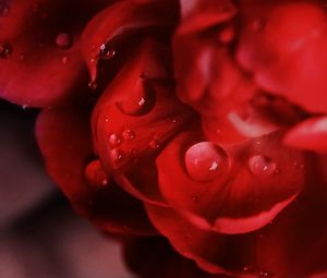 Preview wallpaper petals, macro, drops, flower, red