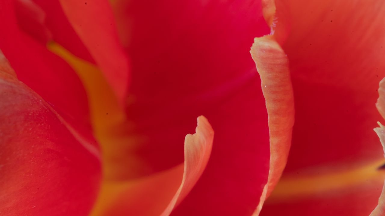 Wallpaper petals, macro, flower, tulip, red