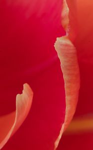 Preview wallpaper petals, macro, flower, tulip, red