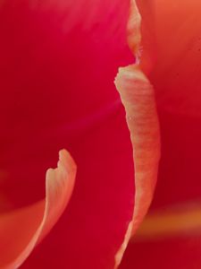 Preview wallpaper petals, macro, flower, tulip, red