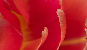 Preview wallpaper petals, macro, flower, tulip, red