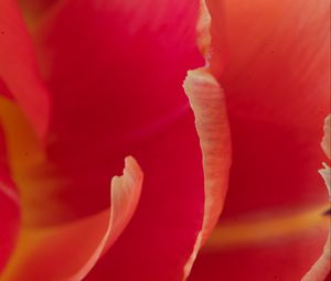 Preview wallpaper petals, macro, flower, tulip, red