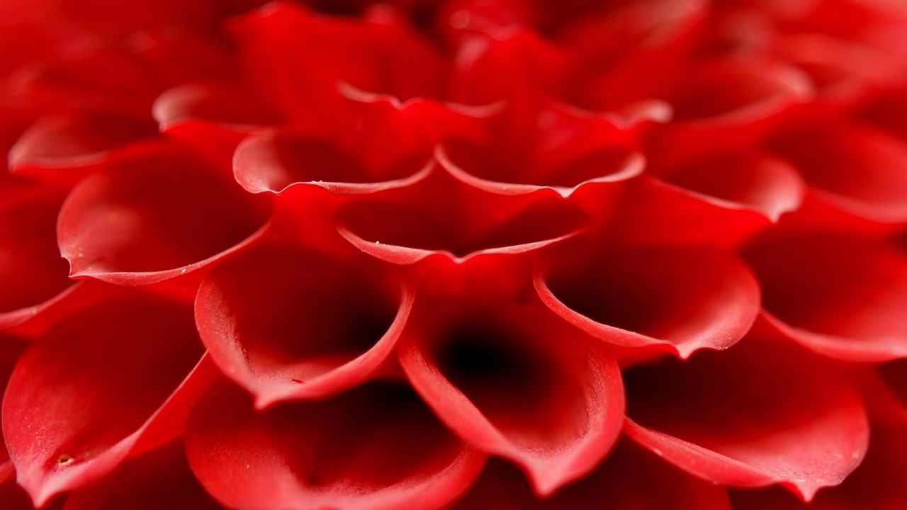 Wallpaper petals, macro, flower, red