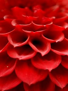 Preview wallpaper petals, macro, flower, red