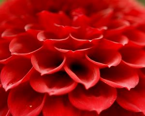 Preview wallpaper petals, macro, flower, red