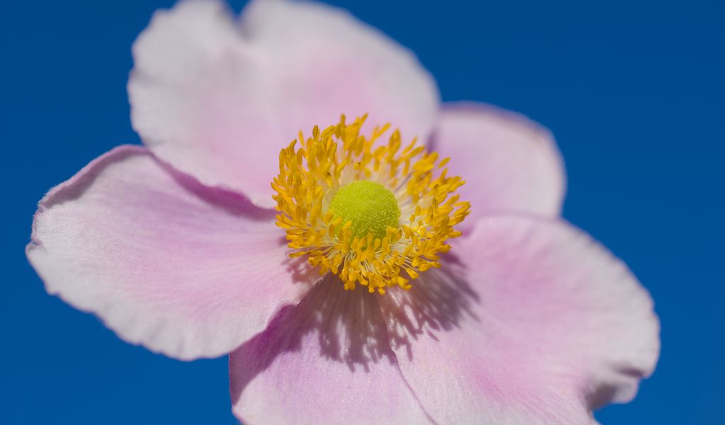 1024x600 Wallpaper petals, macro, flower, pink, stem