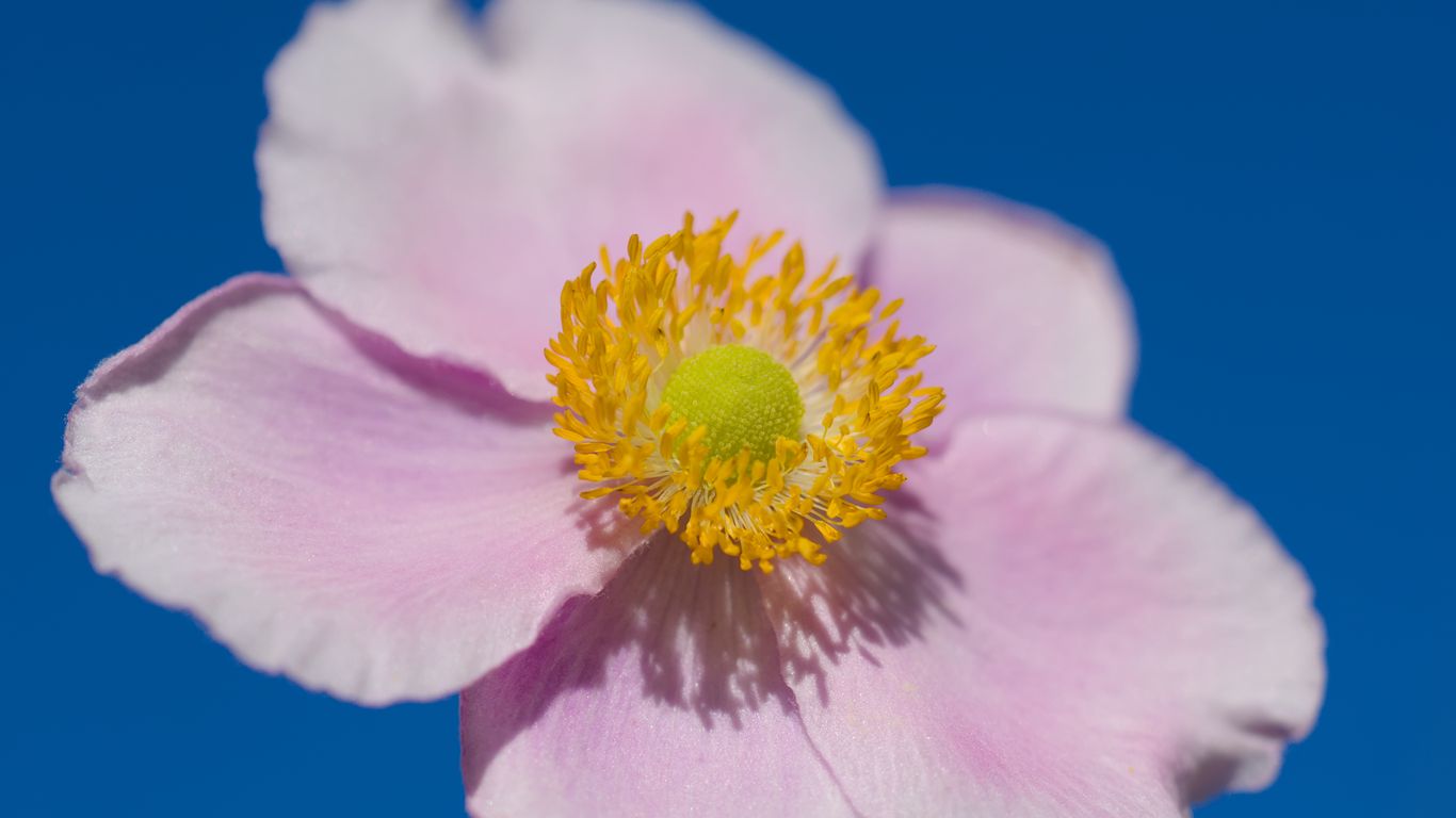 1366x768 Wallpaper petals, macro, flower, pink, stem