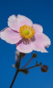 Preview wallpaper petals, macro, flower, pink, stem