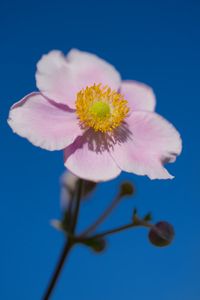 Preview wallpaper petals, macro, flower, pink, stem