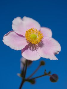 Preview wallpaper petals, macro, flower, pink, stem