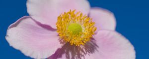 Preview wallpaper petals, macro, flower, pink, stem