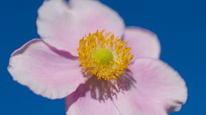 Preview wallpaper petals, macro, flower, pink, stem