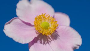 Preview wallpaper petals, macro, flower, pink, stem