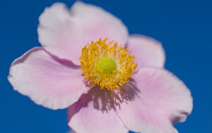 Preview wallpaper petals, macro, flower, pink, stem