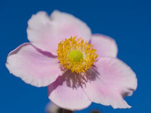 Preview wallpaper petals, macro, flower, pink, stem