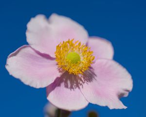 Preview wallpaper petals, macro, flower, pink, stem