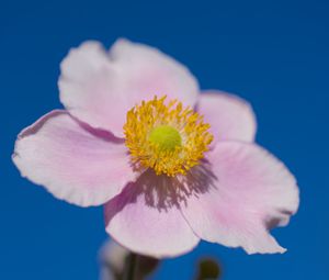 Preview wallpaper petals, macro, flower, pink, stem