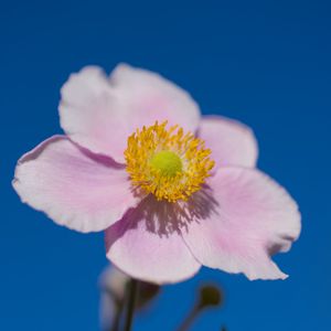 Preview wallpaper petals, macro, flower, pink, stem