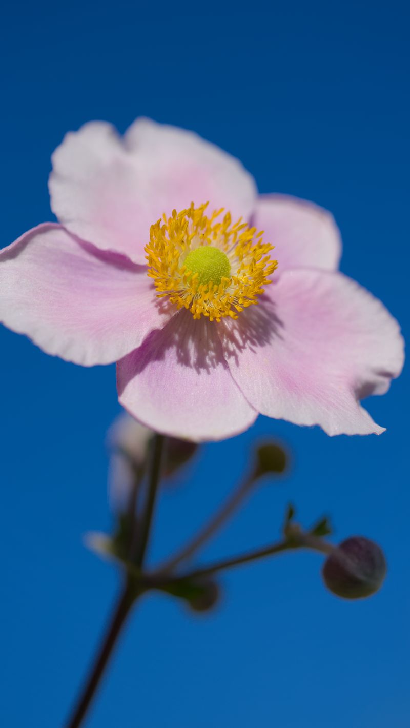 800x1420 Wallpaper petals, macro, flower, pink, stem