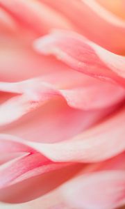 Preview wallpaper petals, macro, flower, pink