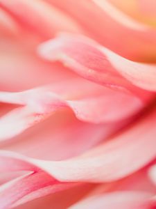 Preview wallpaper petals, macro, flower, pink